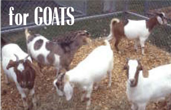 For Goats