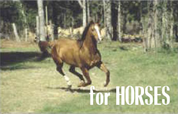 For Horses